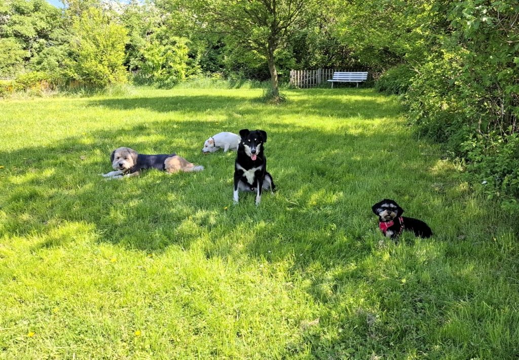 Hundebetreuung Pirna