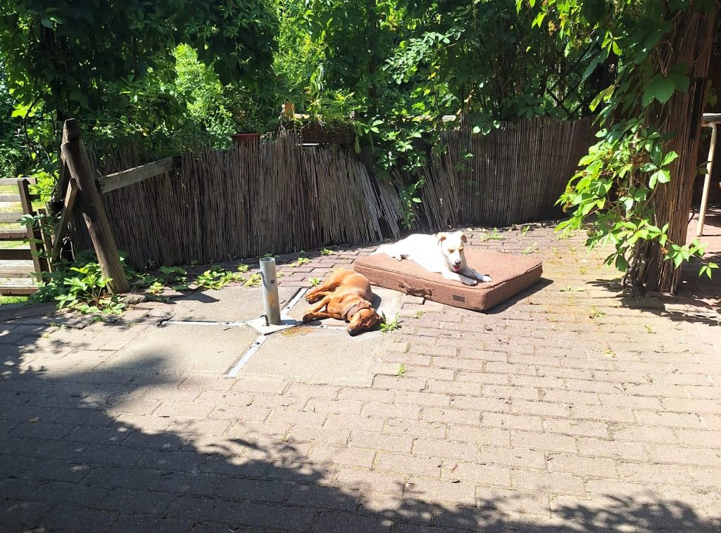 Hundetagesstätte Pirna